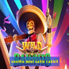 coelho mini satin rabbit